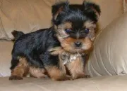 Quiz 15 bébés chiens à reconnaître