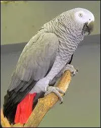 Which of these parrot species is reputed to be the best talker?
