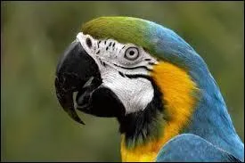 How do you translate parrot into English?