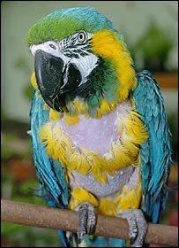 Charlie is a blue macaw born in 1899, and is best known for having owned...