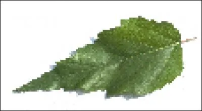 Which tree does this leaf belong to?