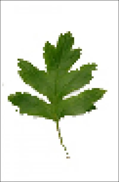 Which tree does this leaf come from?