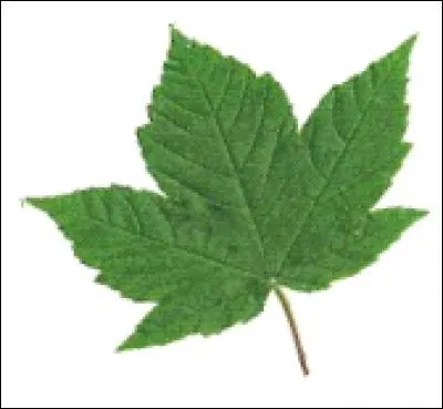 What type of tree does this leaf come from?