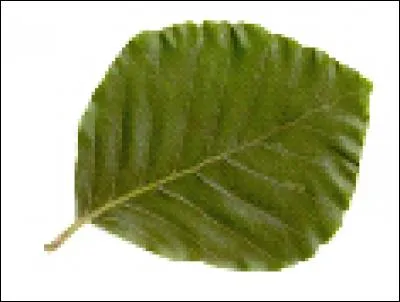 Which tree does this leaf belong to?