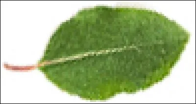 Which tree does this leaf come from?