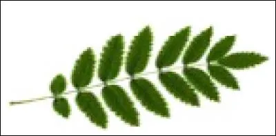 What type of tree does this leaf come from?