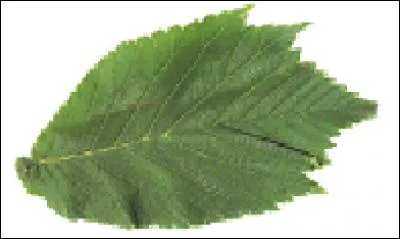 Which tree does this leaf belong to?
