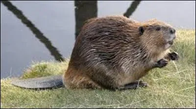 In which country is this animal emblematic?