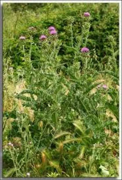 Originally, this plant was the symbol of the Stuart family in Scotland. Their motto was: "No one hurts me with impunity". What is this thorny plant?