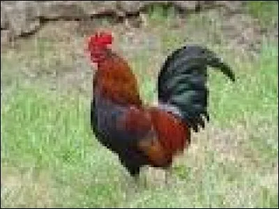 One of the symbols of France is the rooster, but it is also . (Complete)