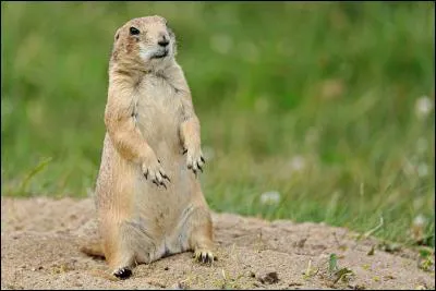 What is the name of this little rash?