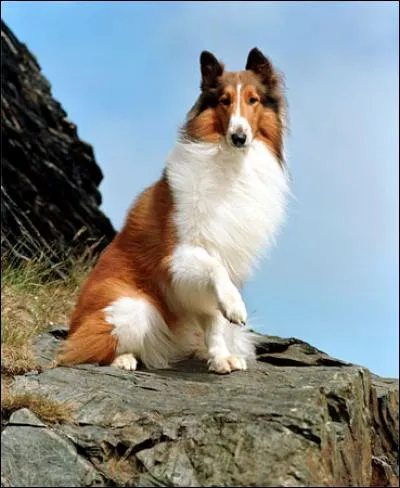 What is the breed of dog in Lassie?
