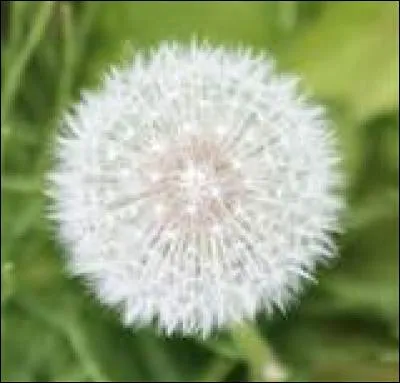 What is the name of this flower?