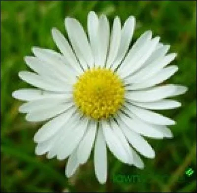 What is the name of this flower?