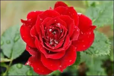 What is the name of this flower?