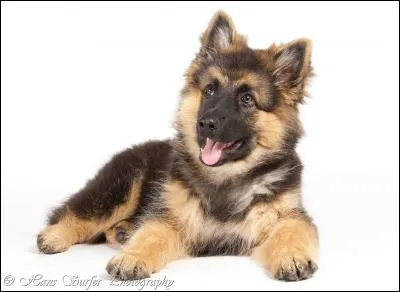 Do you know this dog breed?