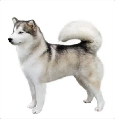 Do you know this dog breed?