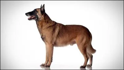 Do you know this dog breed?