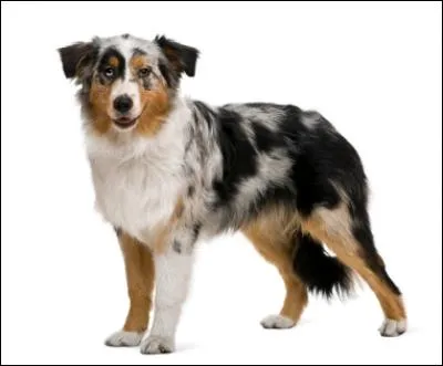 Do you know this dog breed?