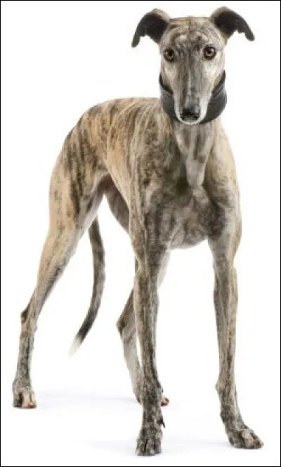 Do you know this dog breed?