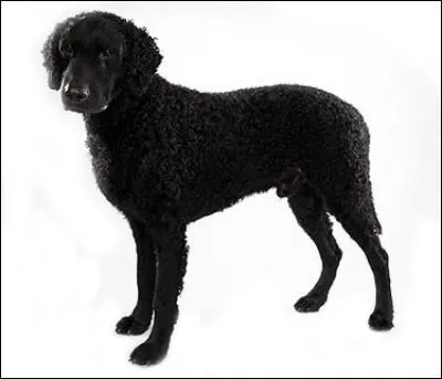 Do you know this dog breed?
