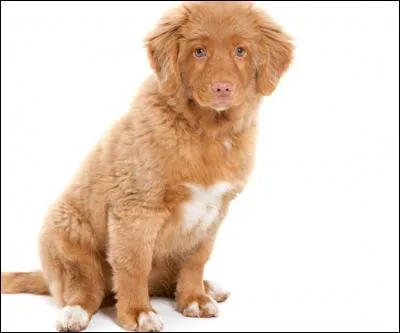 Do you know this dog breed?