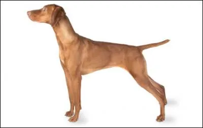 Do you know this dog breed?