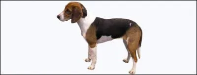 Do you know this dog breed?