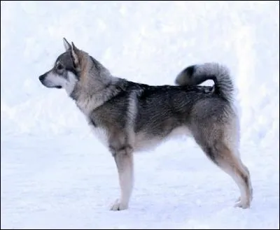 Do you know this dog breed?