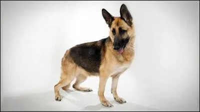 Do you know this dog breed?