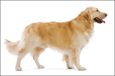 Do you know this dog breed?