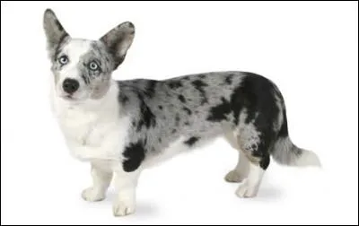 Do you know this dog breed?