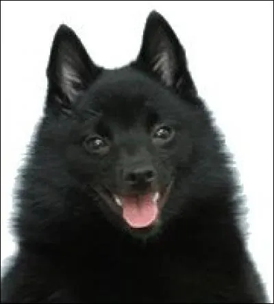Do you know this dog breed?