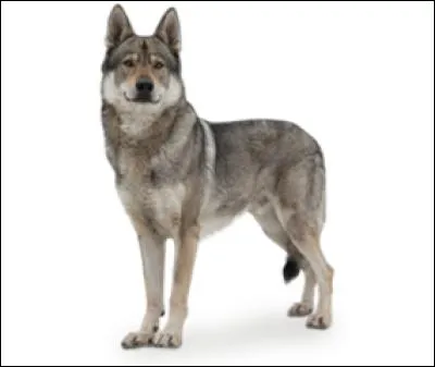 Do you know this dog breed?