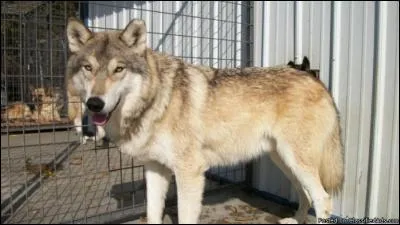 Do you know this dog breed?