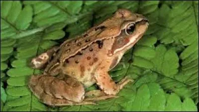 What is the name of the frog in the photo?