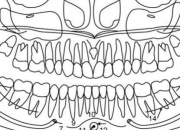 Quiz Dental anatomy - Anatomy of a Panorex Film
