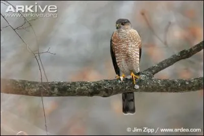 What kind of bird is this?