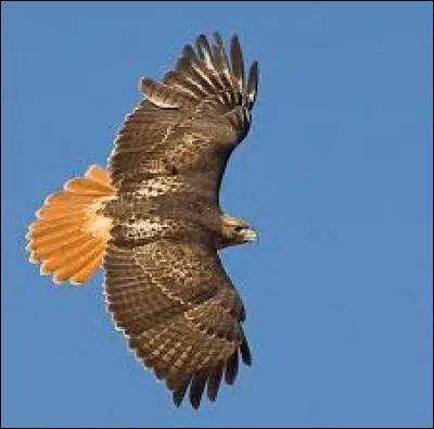 What kind of bird is this?