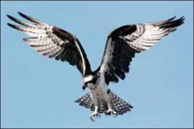 What kind of bird is this?