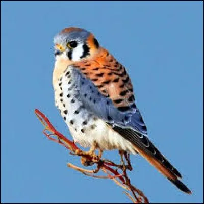 What kind of bird is this?