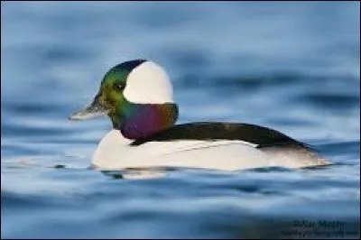 What kind of bird is this?