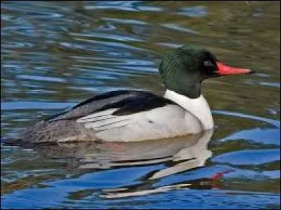 What kind of bird is this?