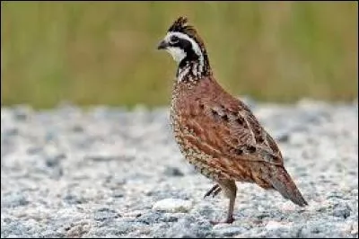 What kind of bird is this?