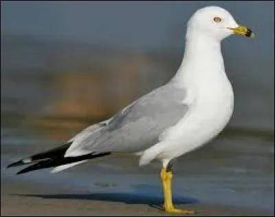 What kind of bird is this?