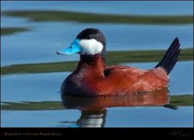 What kind of bird is this?