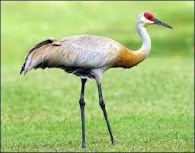 What kind of bird is this?