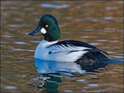 What kind of bird is this?