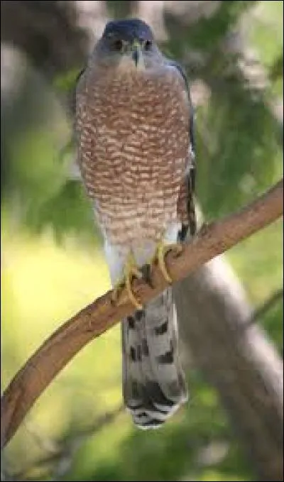 What kind of bird is this?