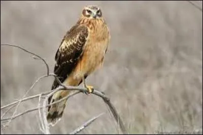 What kind of bird is this?